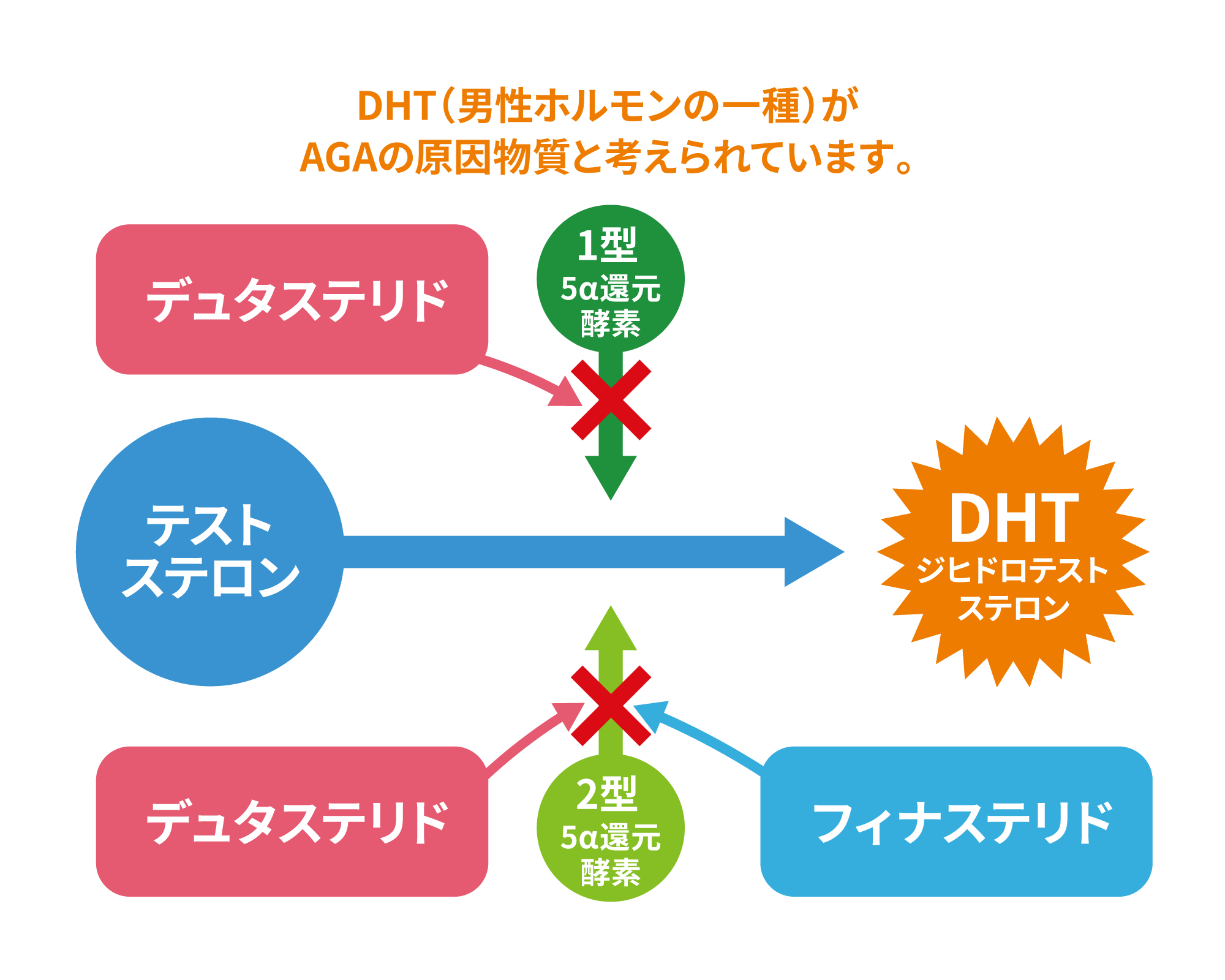 AGAの原因物質