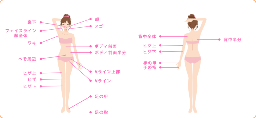 全身脱毛詳細イラスト