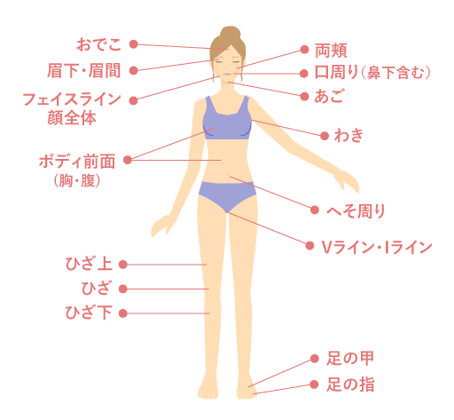 全身脱毛詳細イラスト前面